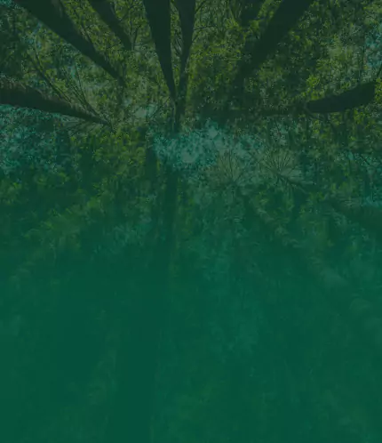 A serene, lush green landscape with towering trees against a blue sky.