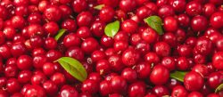 Benefits of Cranberry 