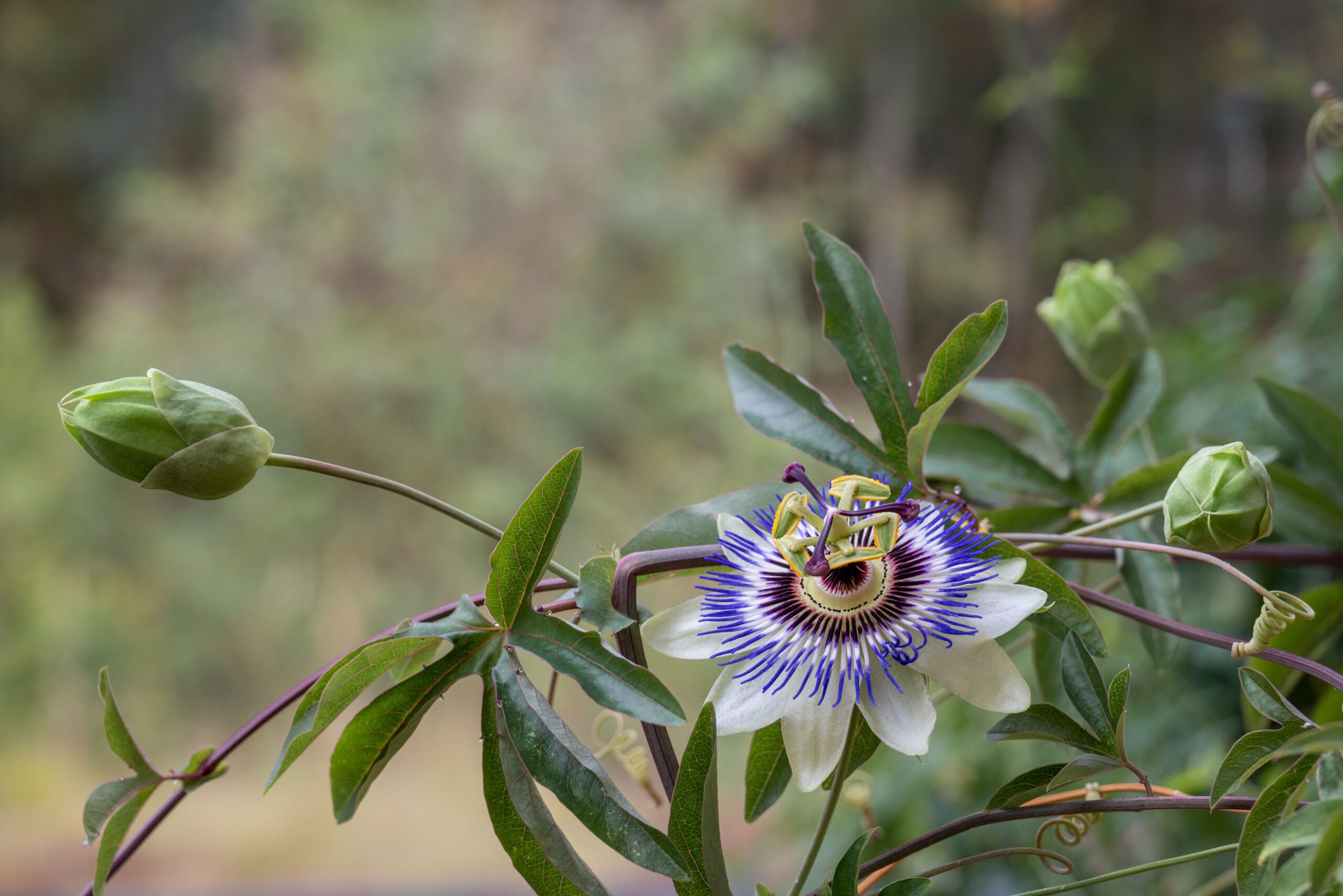 Nature's Own — Start with Nature