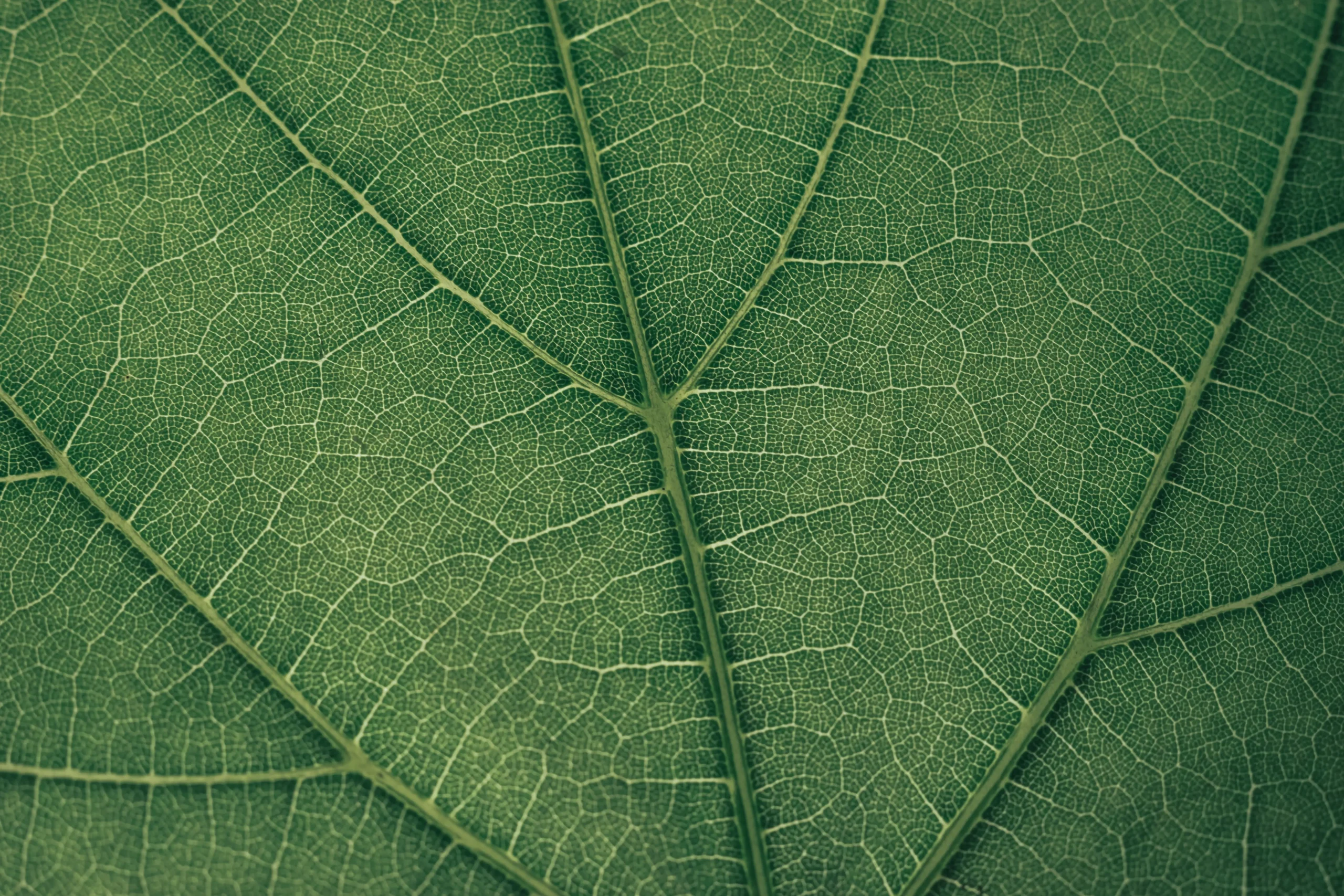 Nature's Own — Conscious Practices