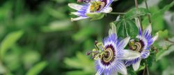What is passionflower?