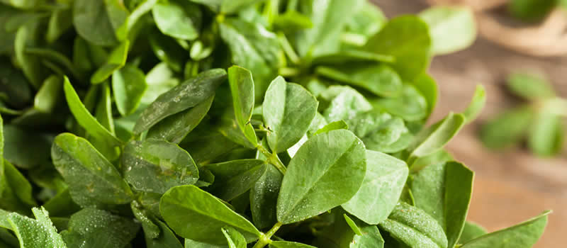 Fenugreek - Nature's Own Australia