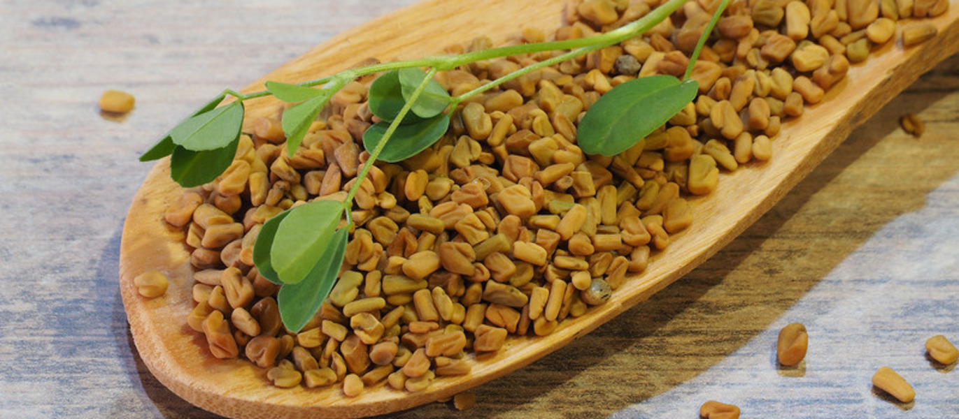 Fenugreek